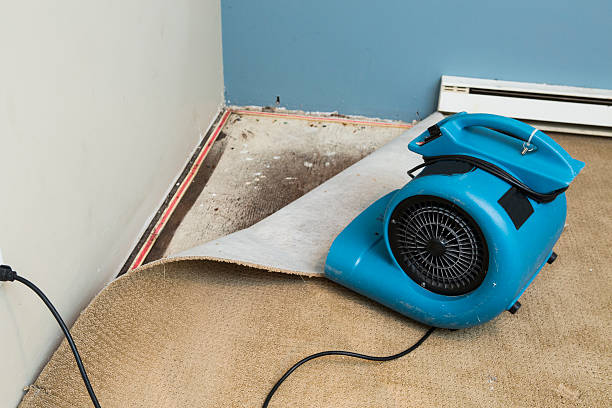 Best Water damage repair service  in Auburn, NE